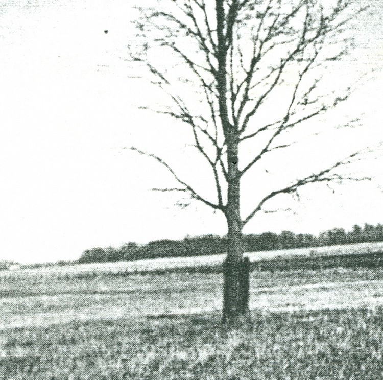 3 512 47 2 thorp tree site of first white mans home in town of plymouth 1845 in 1905 tree was 5 inches in diameter w750